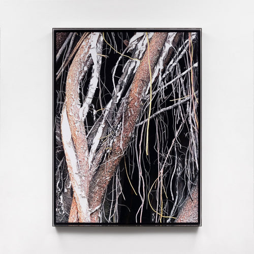 Liana II - Carbono Galeria