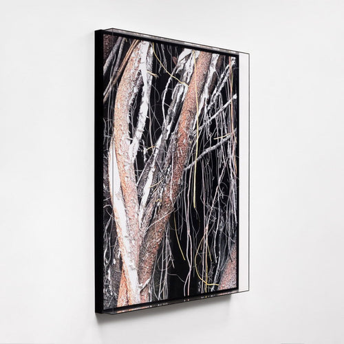 Liana II - Carbono Galeria