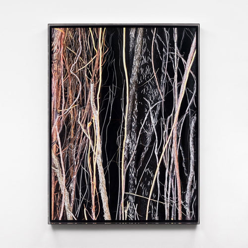 Liana I - Carbono Galeria