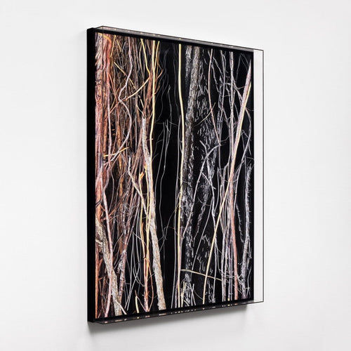 Liana I - Carbono Galeria