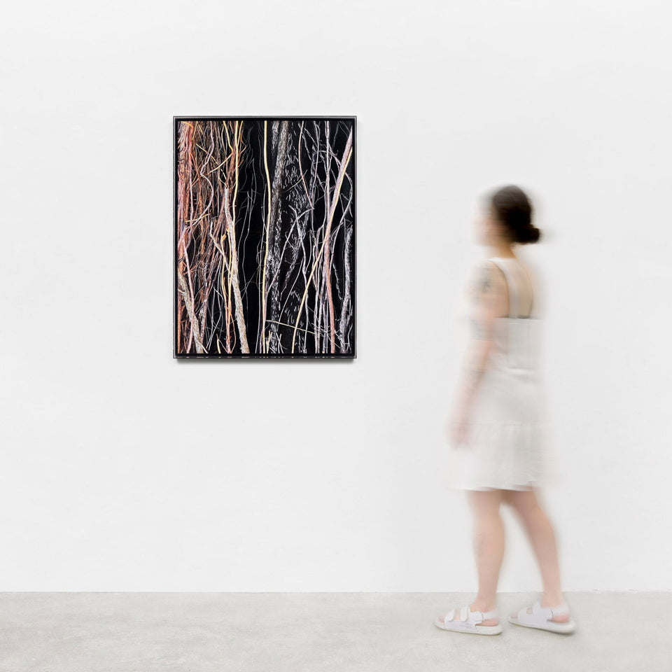 Liana I - Carbono Galeria