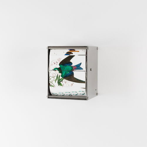 Ornithology (Passerine)