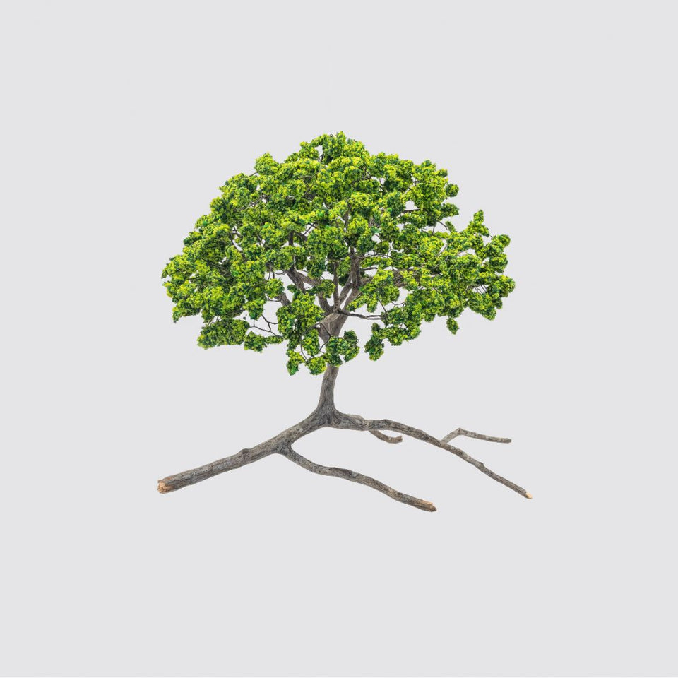 Metamorfosis de las ramas caídas (verde)