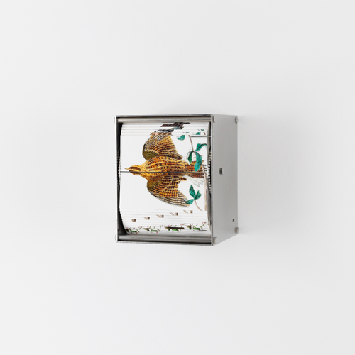 Ornithology (Passerine)