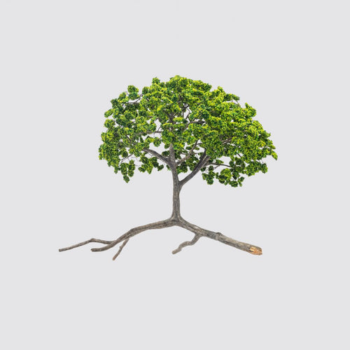 Metamorfosis de las ramas caídas (verde)