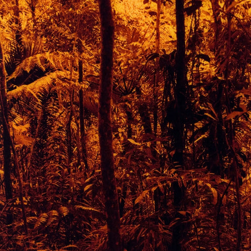Tapeaba