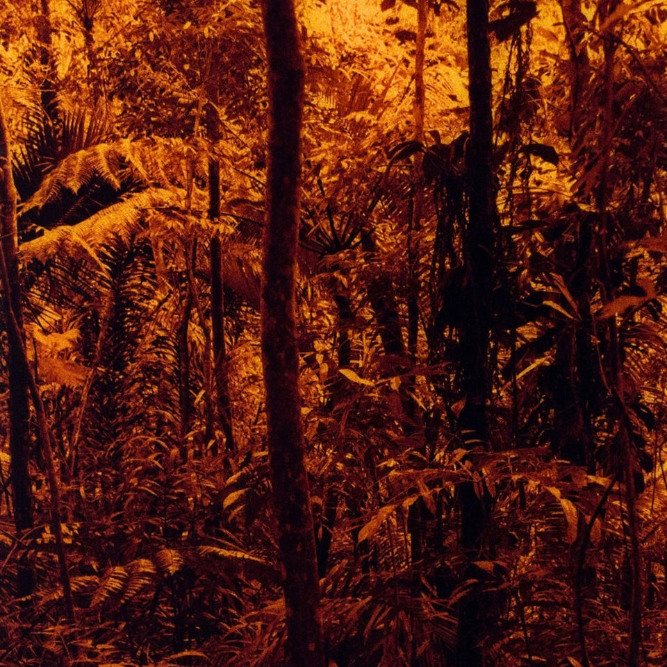 Tapeaba