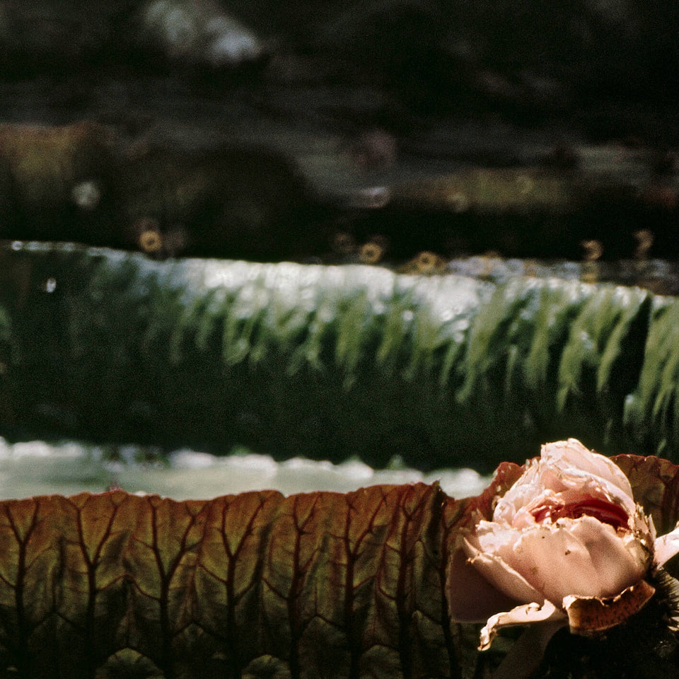 Vitoria Régia 13 da série Flora - Claudia Andujar