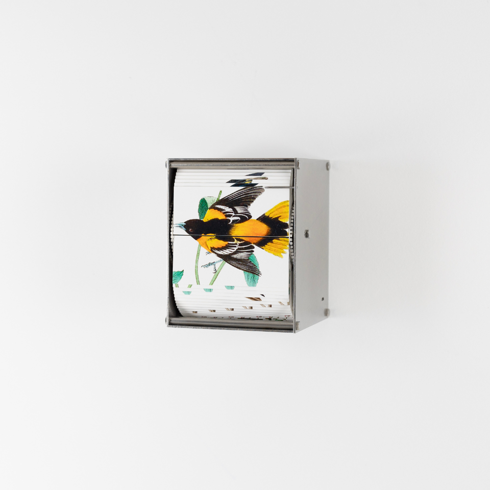 Ornithology (Passerine)