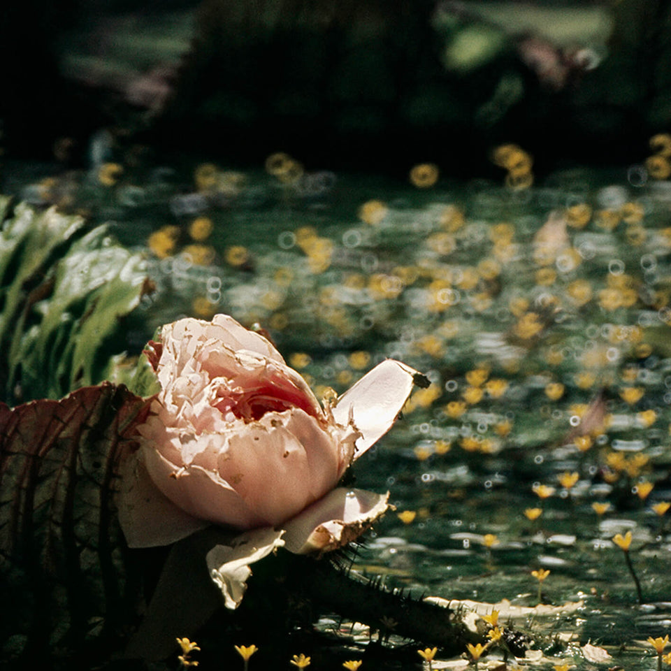 Vitoria Régia 14 da série Flora - Claudia Andujar