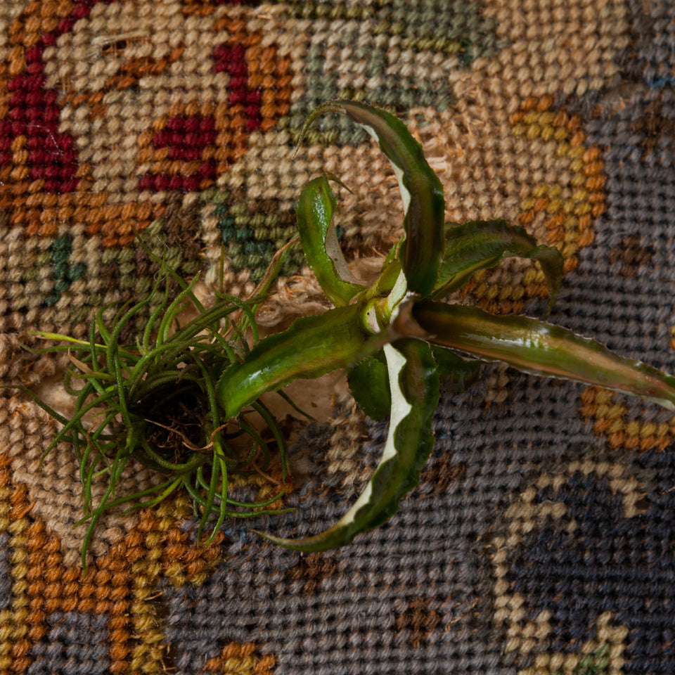 Rodrigo Bueno, Tout confort (da série mobília tomada)