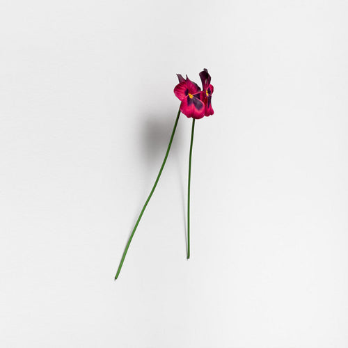 Amor perfeito - Carbono Galeria