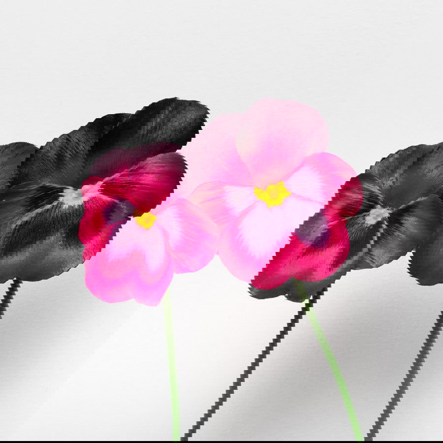 Amor perfeito - Carbono Galeria