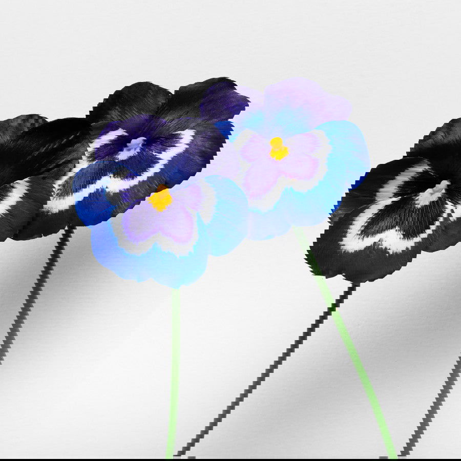 Amor perfeito - Carbono Galeria