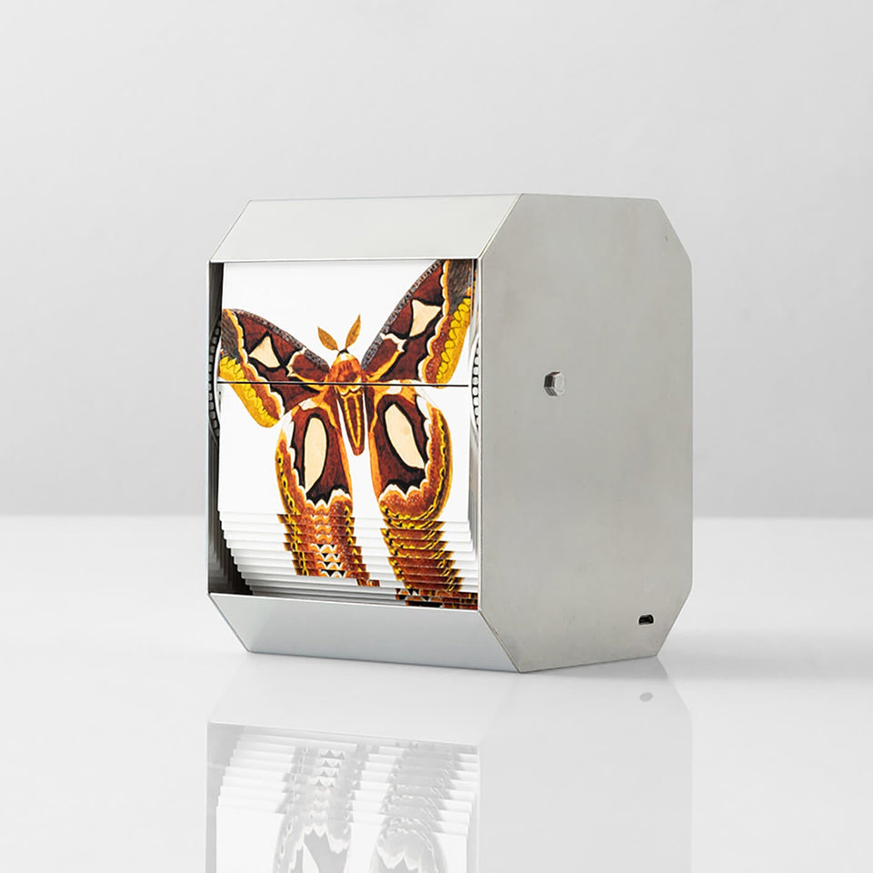 Atlas Moth - Carbono Galeria