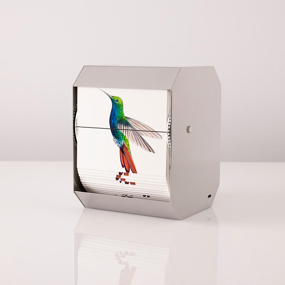 Black-Throated Mango - Carbono Galeria