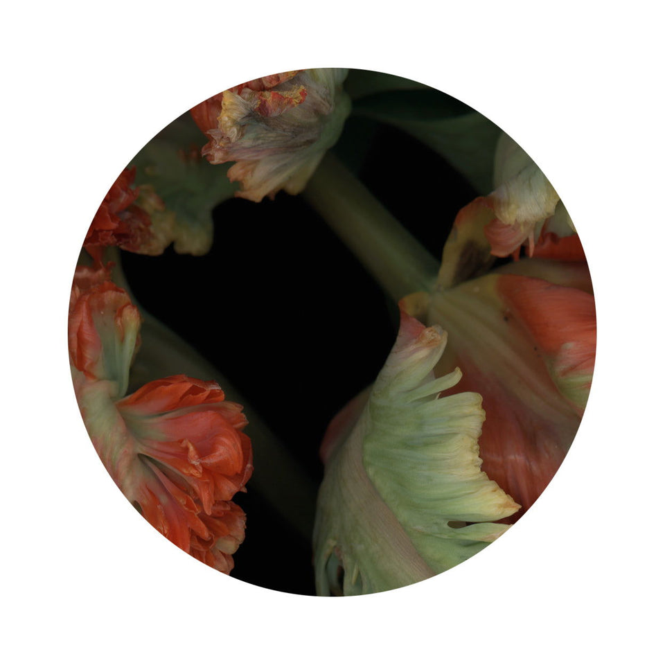 Circles 01 - Carbono Galeria