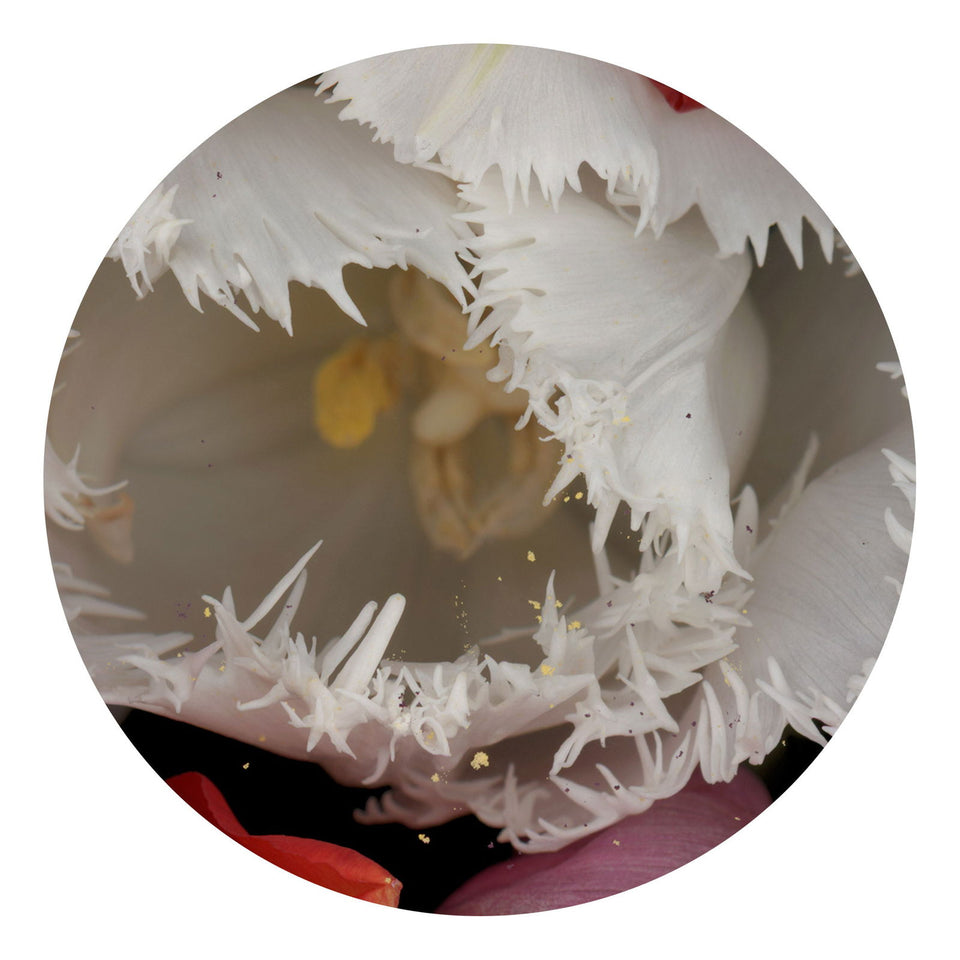 Circles 04 - Carbono Galeria