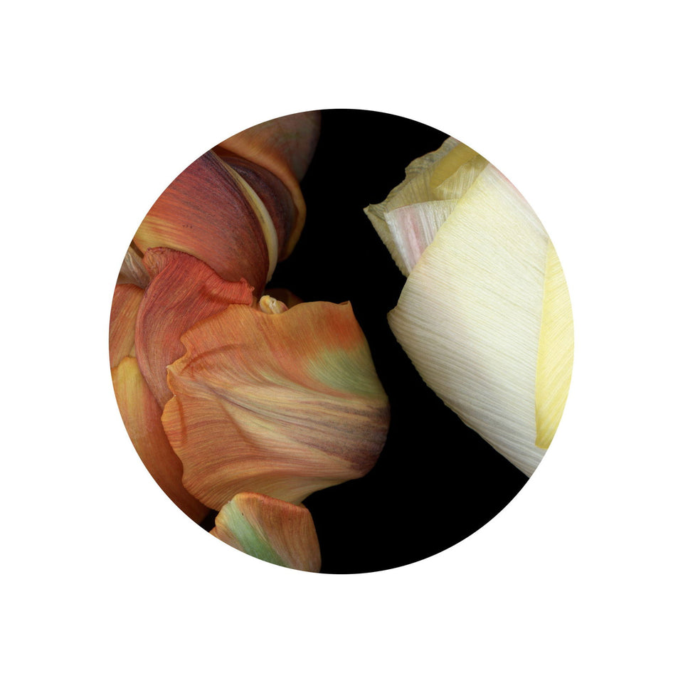 Circles 05 - Carbono Galeria