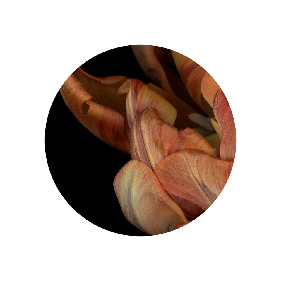 Circles 05 - Carbono Galeria