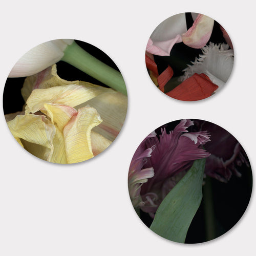 Circles 06 - Carbono Galeria