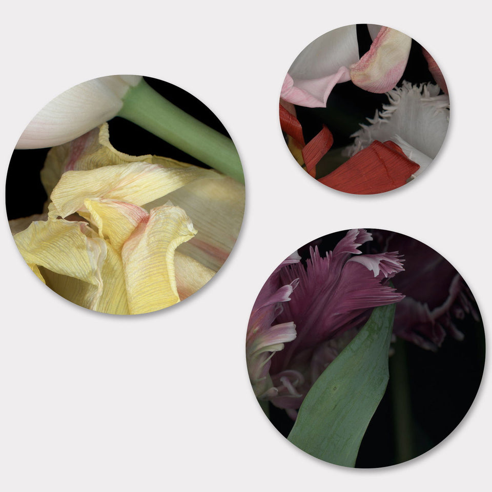 Circles 06 - Carbono Galeria