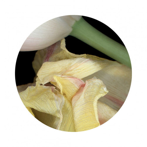 Circles 06 - Carbono Galeria