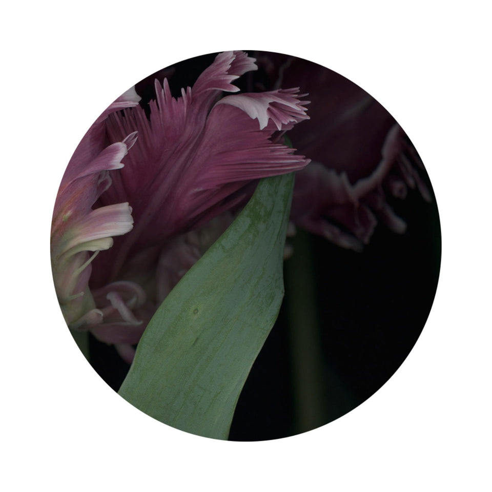 Circles 06 - Carbono Galeria