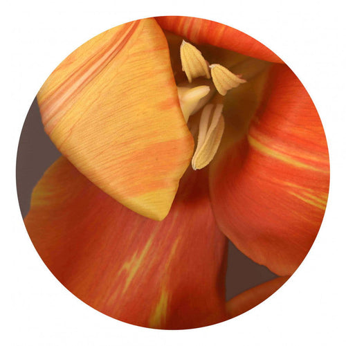 Circles 07 - Carbono Galeria