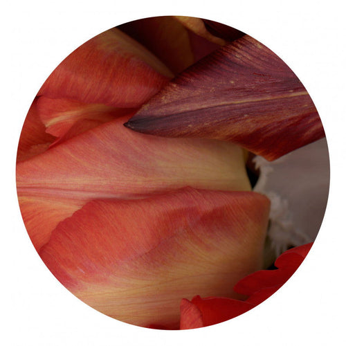 Circles 08 - Carbono Galeria