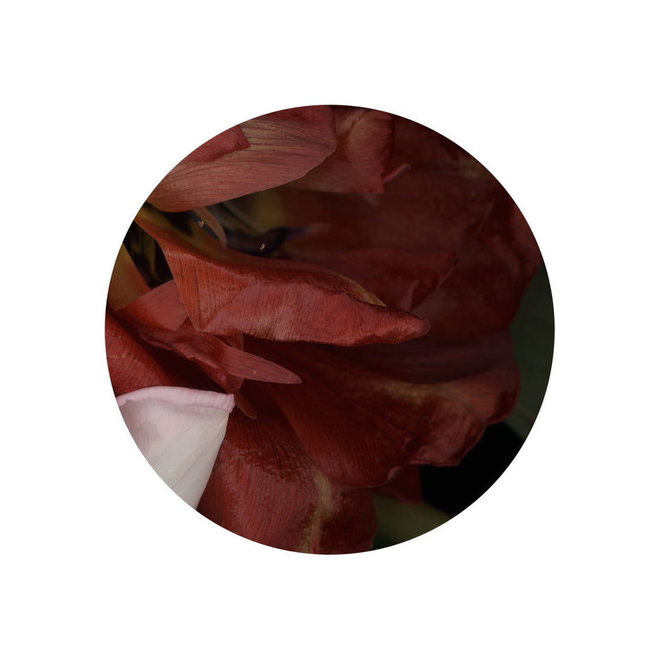 Circles 08 - Carbono Galeria