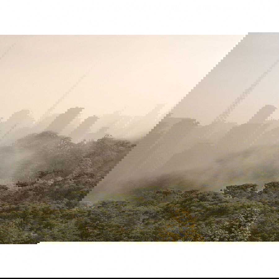 Dilema - Carbono Galeria