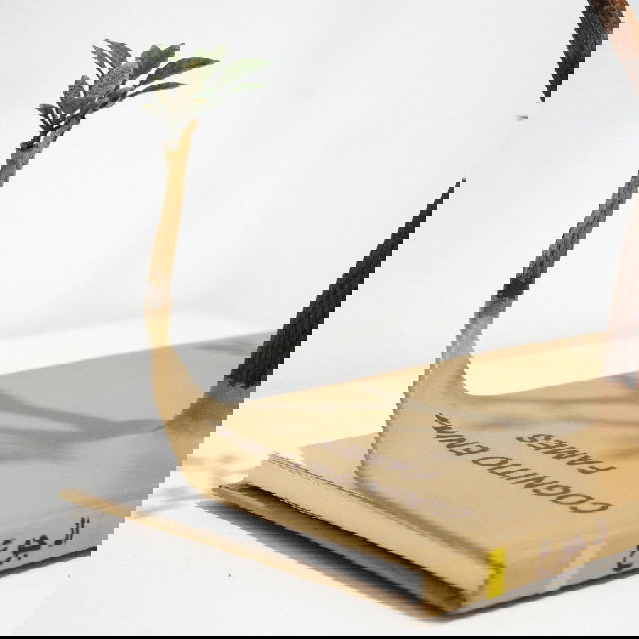 Fome de Conhecimento - Carbono Galeria