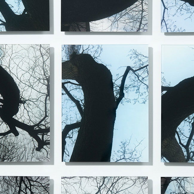 Garranchos - Carbono Galeria