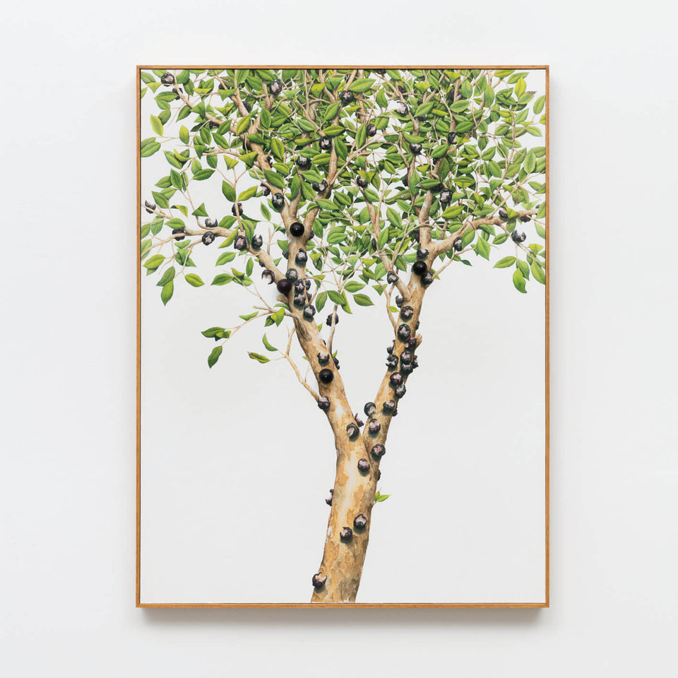 Jabuticabeira - Carbono Galeria