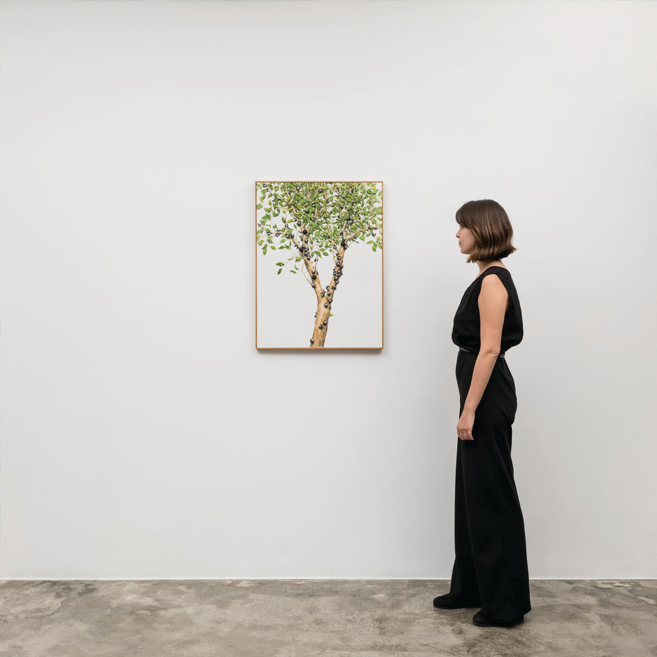 Jabuticabeira - Carbono Galeria