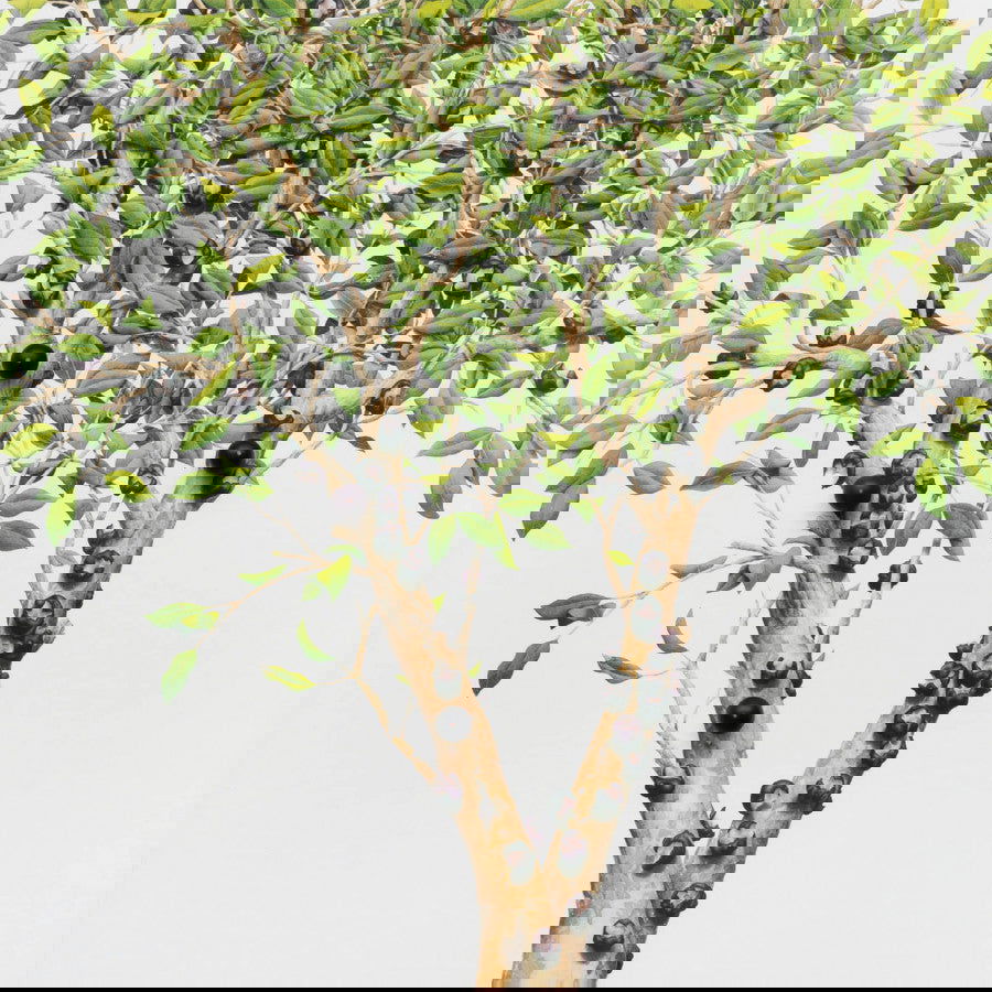 Jabuticabeira - Carbono Galeria