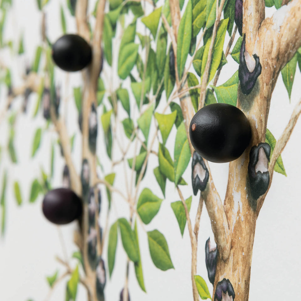 Jabuticabeira - Carbono Galeria