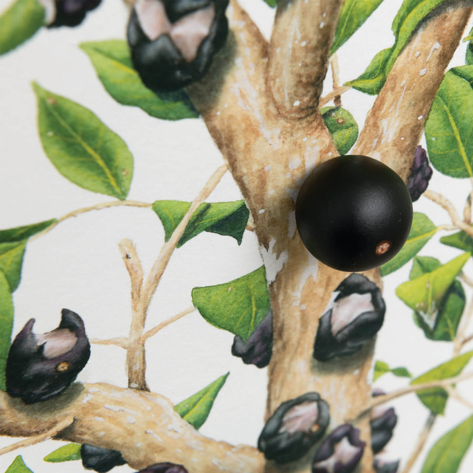 Jabuticabeira - Carbono Galeria