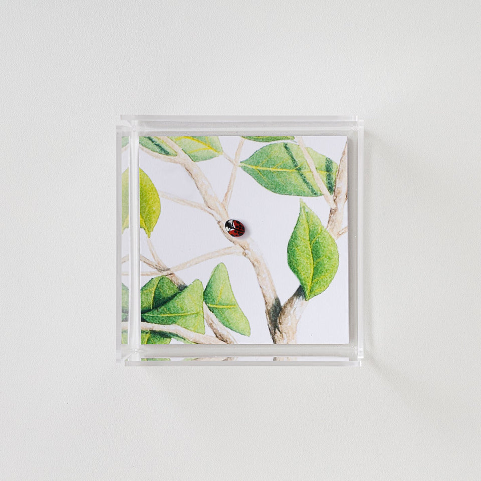 Joaninha - Carbono Galeria