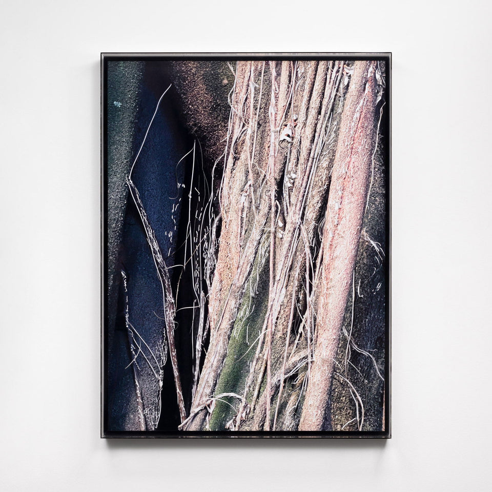 Liana III - Carbono Galeria