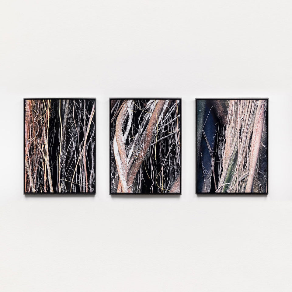 Liana II - Carbono Galeria