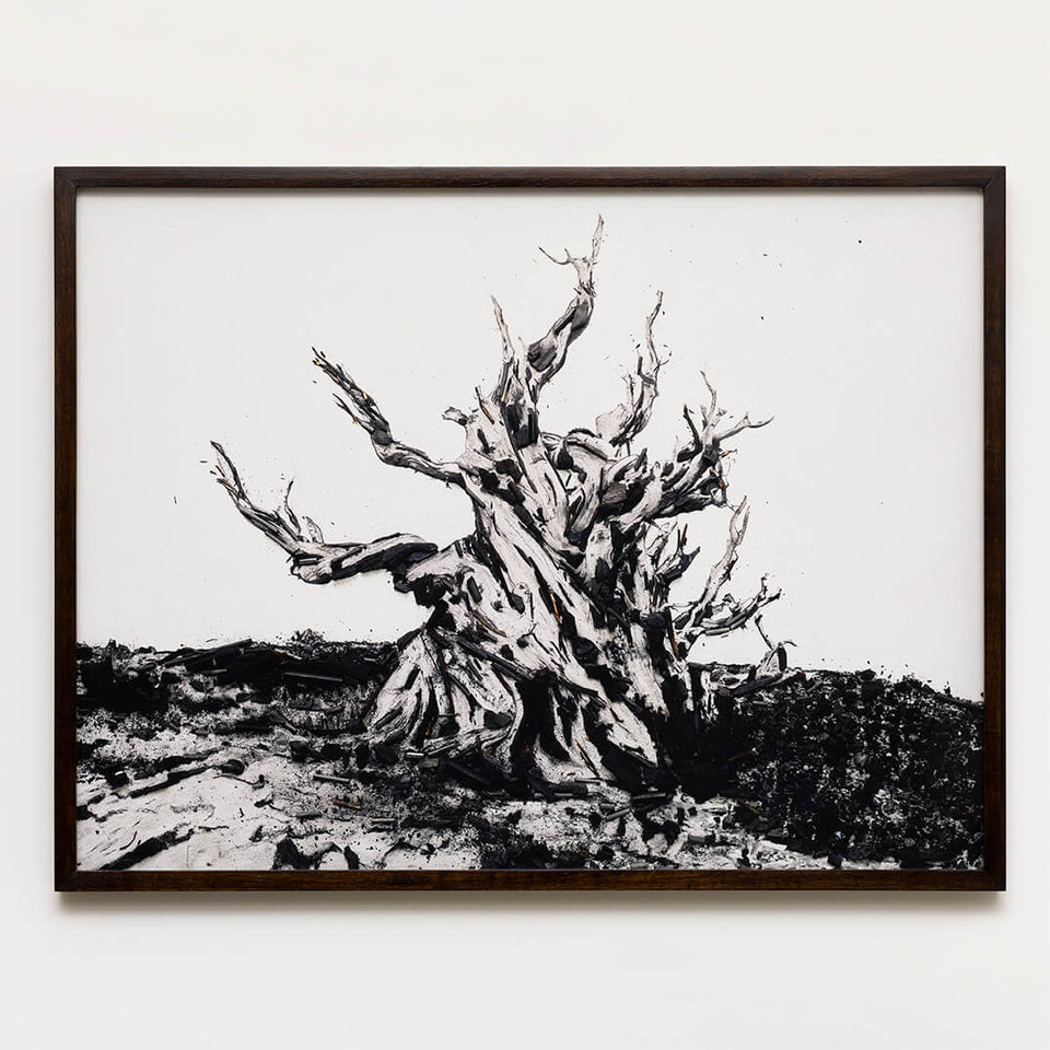 Methuselah - Carbono Galeria