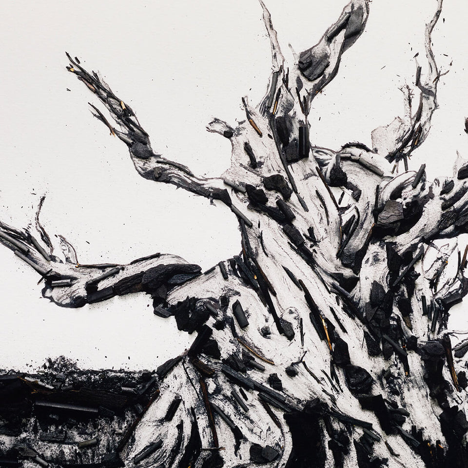 Methuselah - Carbono Galeria