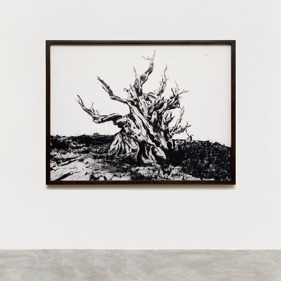 Methuselah - Carbono Galeria