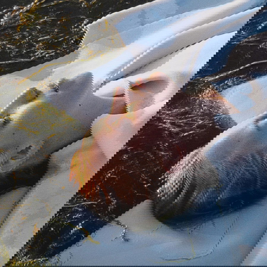 Ophelia Blue - Carbono Galeria