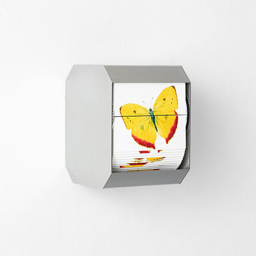 Orange-Barred Sulphur - Carbono Galeria