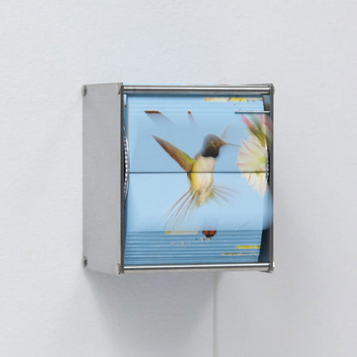 Ornithology Ab - Carbono Galeria