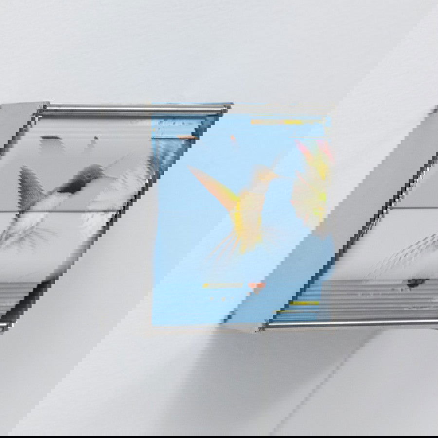 Ornithology Ab - Carbono Galeria