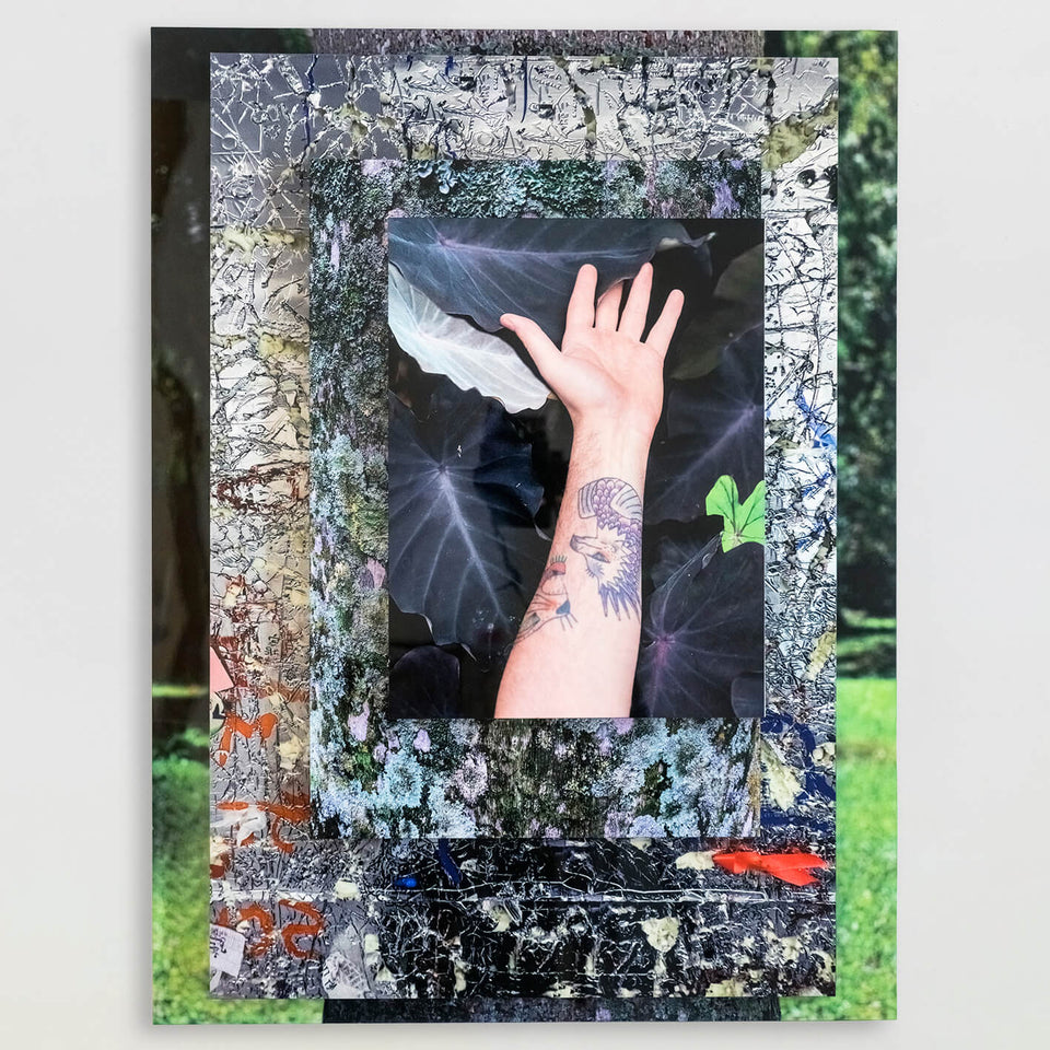 Palma Filia VI - Carbono Galeria